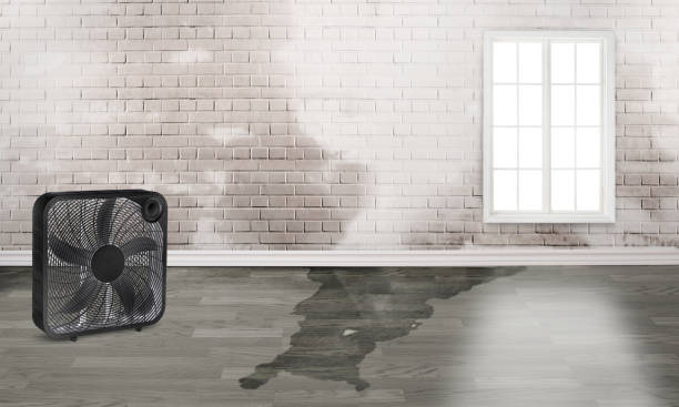 Best Carpet water damage restoration  in Belgrade, MT